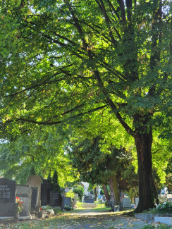 Foto vom Herbst auf dem Evangelischen Zentralfriedhof